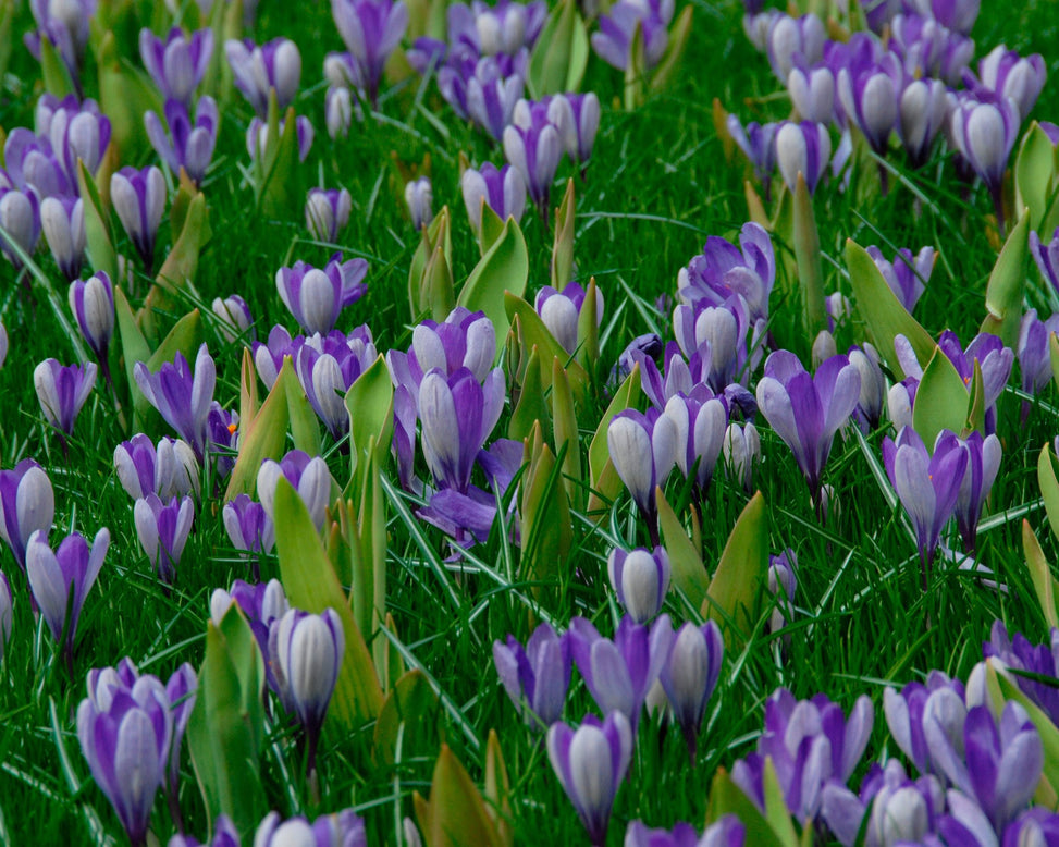Flower BulbsYalta Bulbs UK - 3