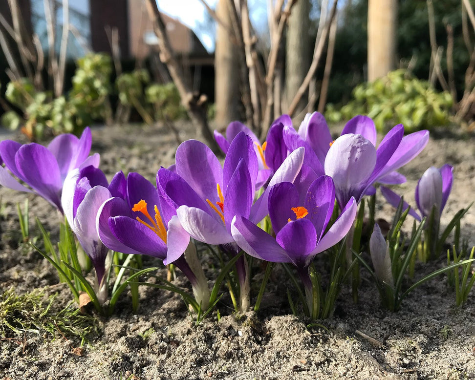 Crocus 'Yalta'