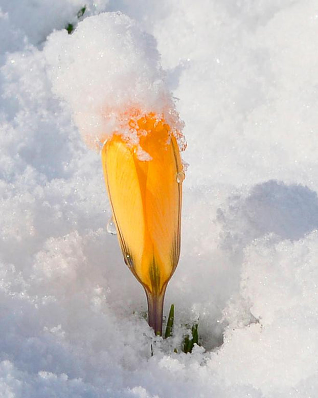 Flower BulbsYellow Bulbs UK - 3