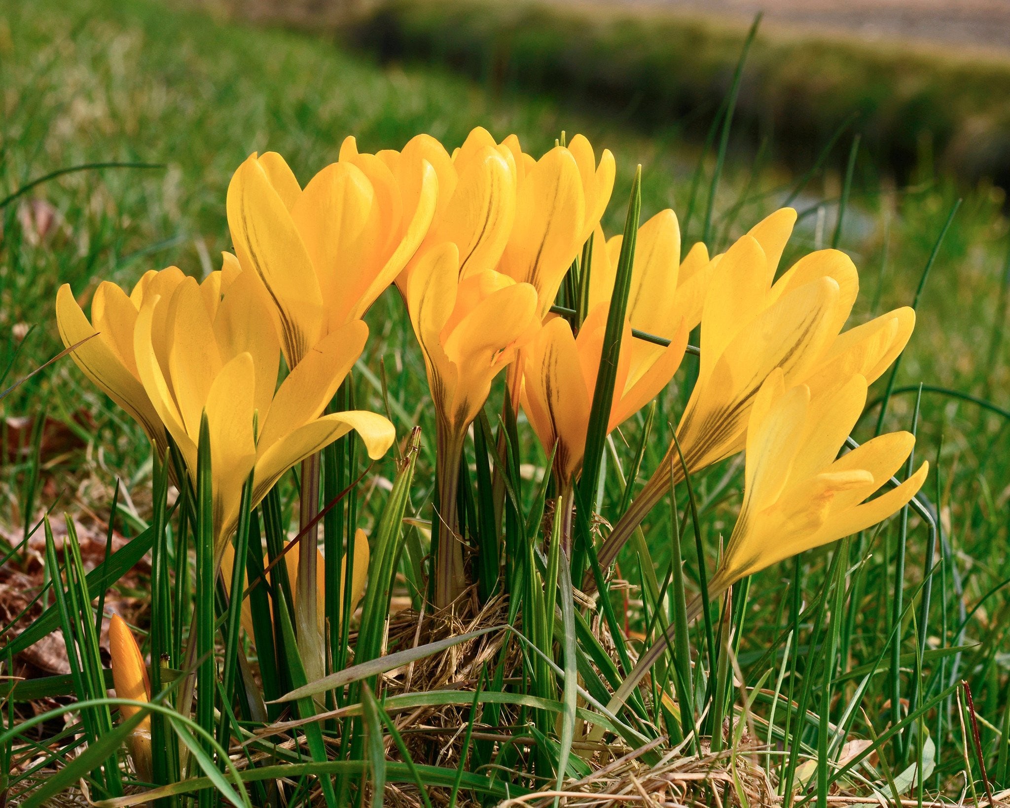 8+ Yellow Bulb Flower Crocus 'Yellow' bulbs | Buy online at Farmer Gracy UK