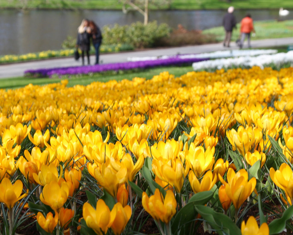 Crocus 'Yellow'