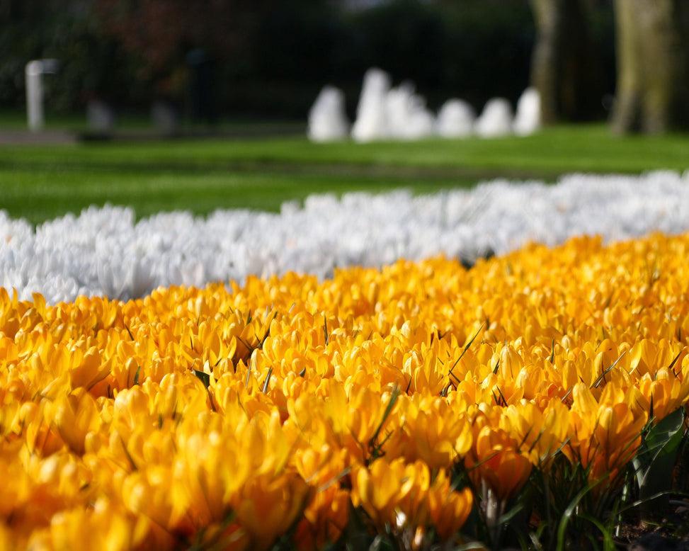 Crocus 'Yellow'