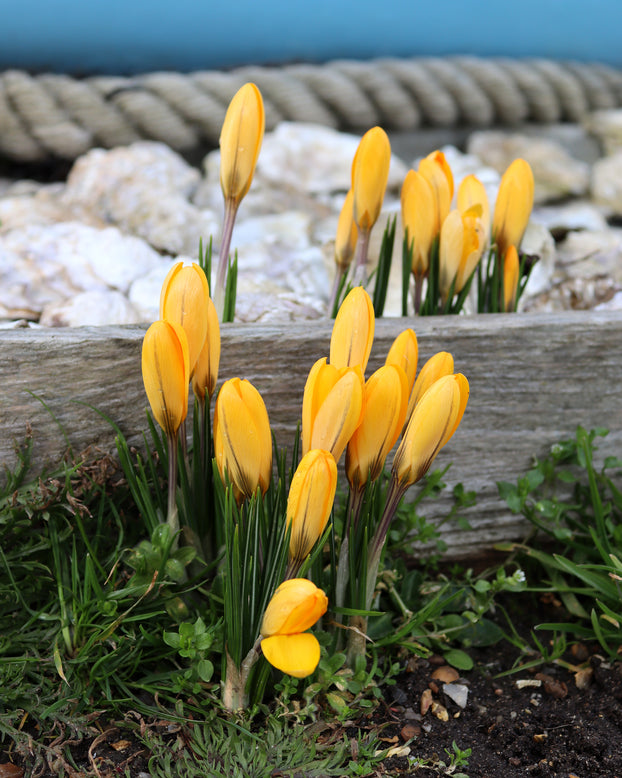 Crocus 'Yellow'