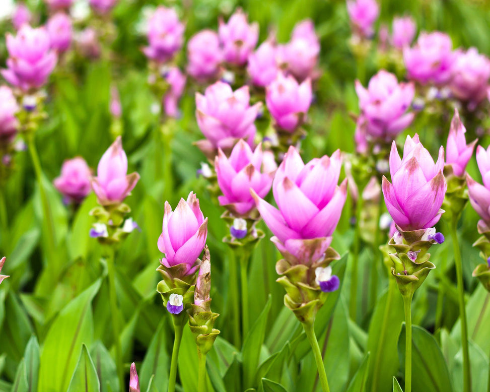Curcuma alismatifolia Pink