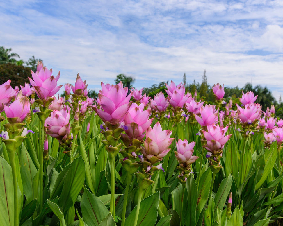 Curcuma alismatifolia Pink