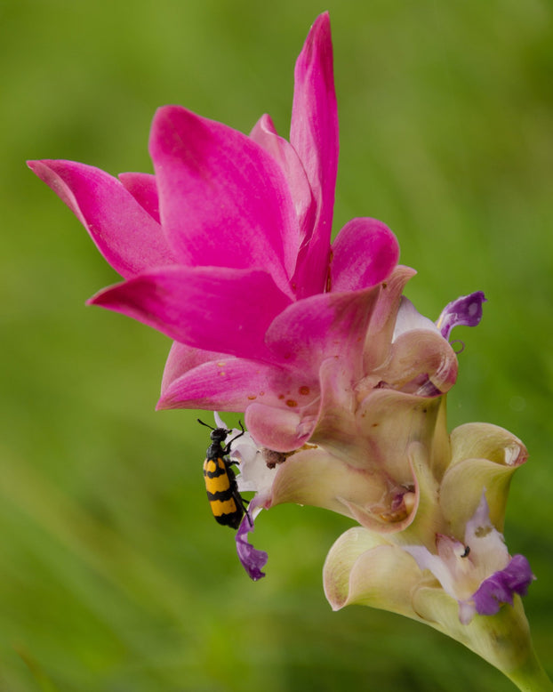 Curcuma alismatifolia Pink