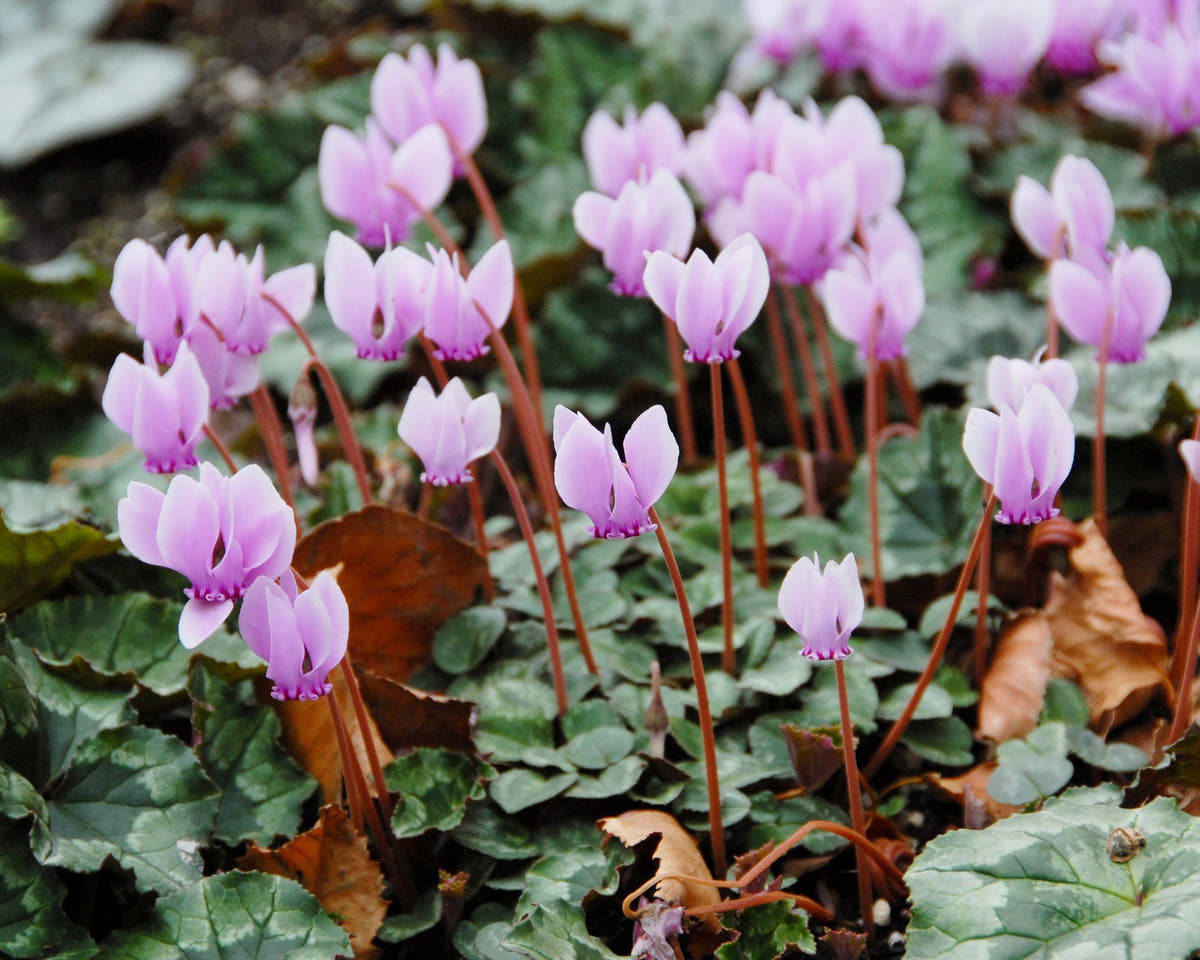Flower BulbsHederifolium Bulbs UK - 3