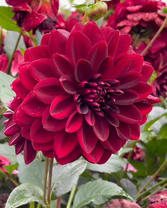 Dahlia 'Arabian Night'