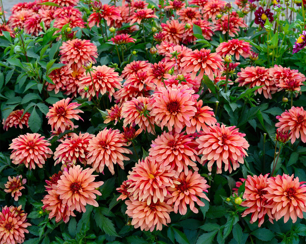 Dahlia 'Art Deco'