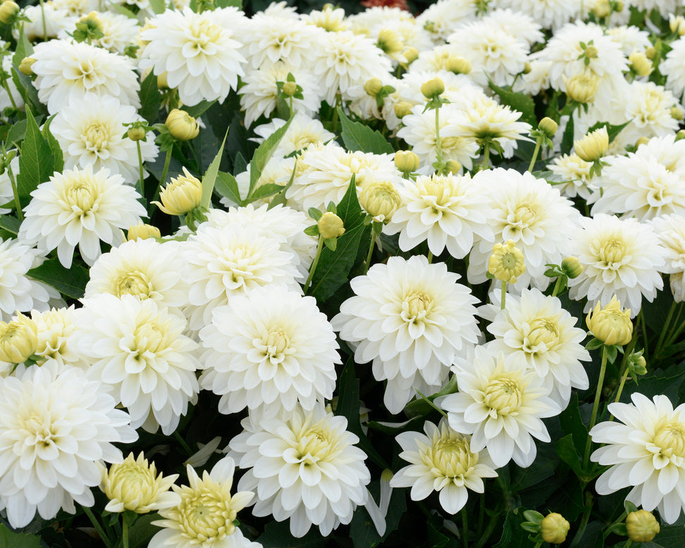 Dahlia 'Art Fair'