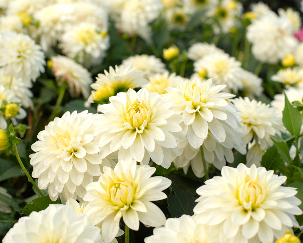Dahlia 'Art Fair'