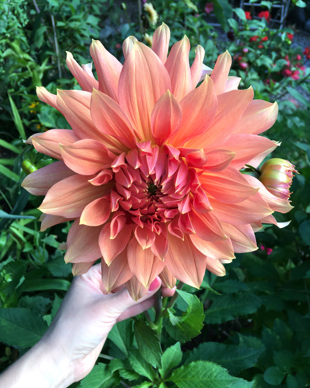Dahlia 'Babylon Bronze'
