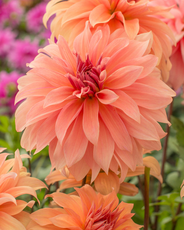 Dahlia 'Babylon Bronze'