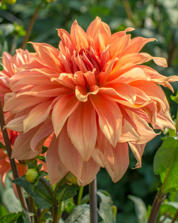 Dahlia 'Babylon Bronze'