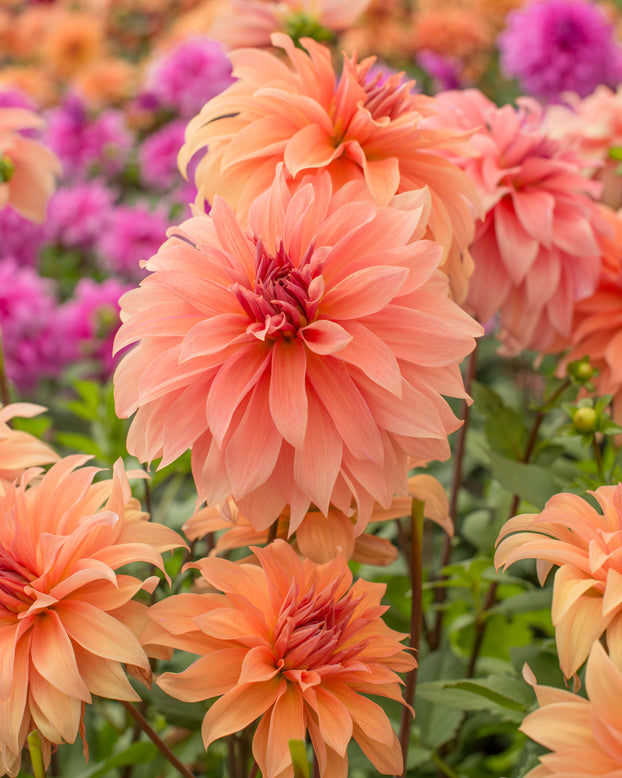 Dahlia 'Babylon Bronze'