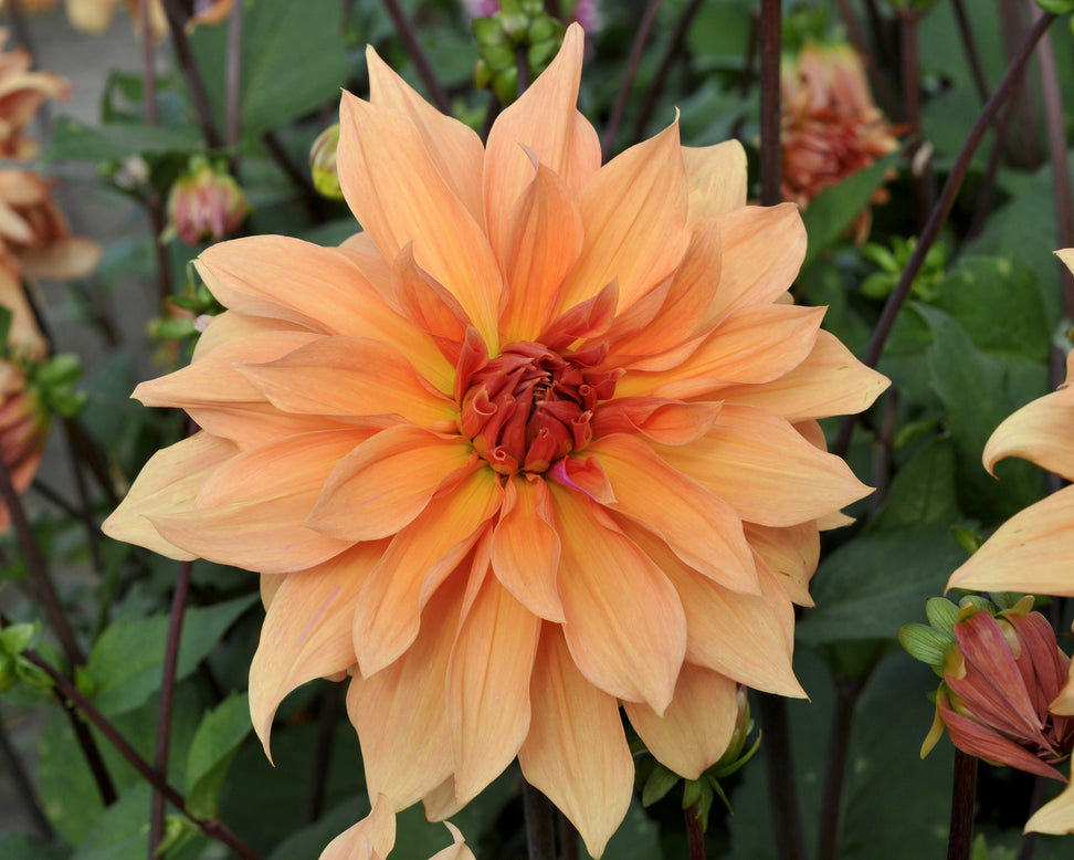 Dahlia 'Babylon Bronze'