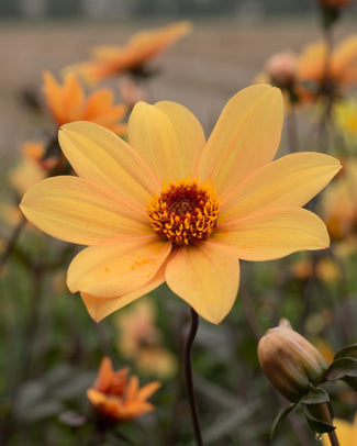 Dahlia 'Bishop of York'