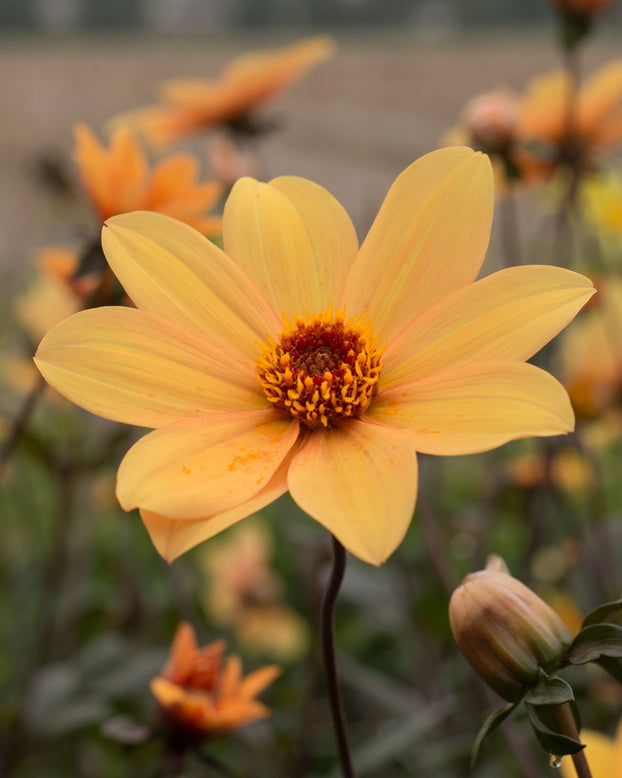 Dahlia 'Bishop of York'