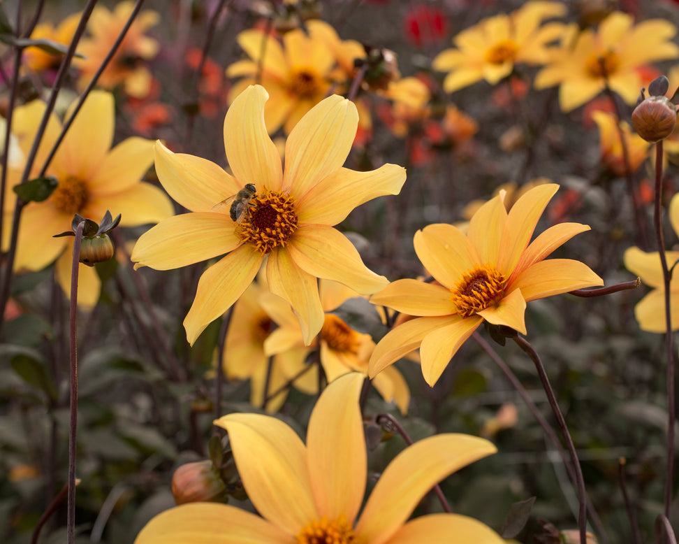 Dahlia 'Bishop of York'