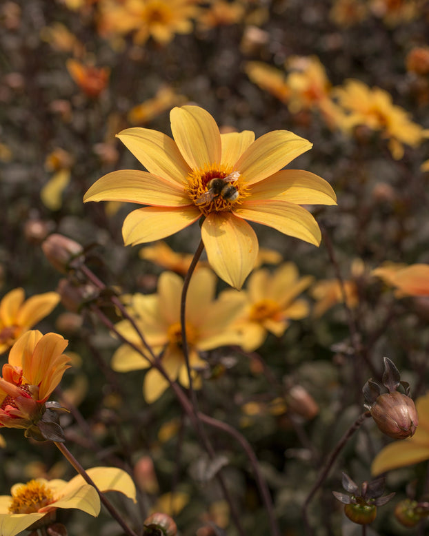 Dahlia 'Bishop of York'