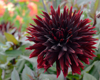 Dahlia 'Black Jack'