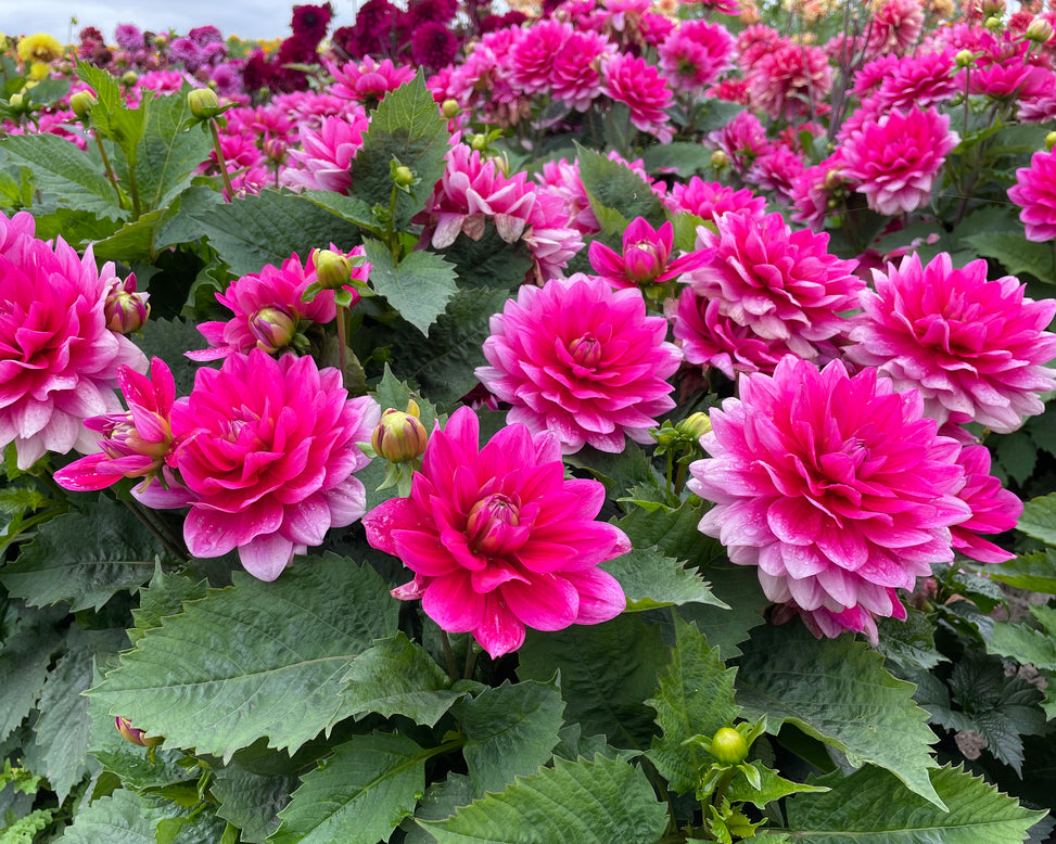 Dahlia 'Bluesette'