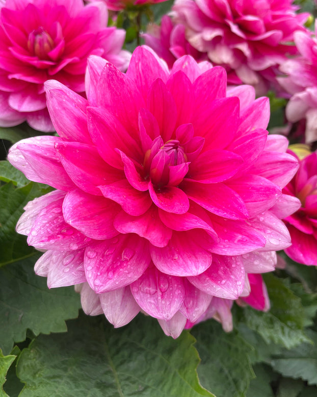 Dahlia 'Bluesette'