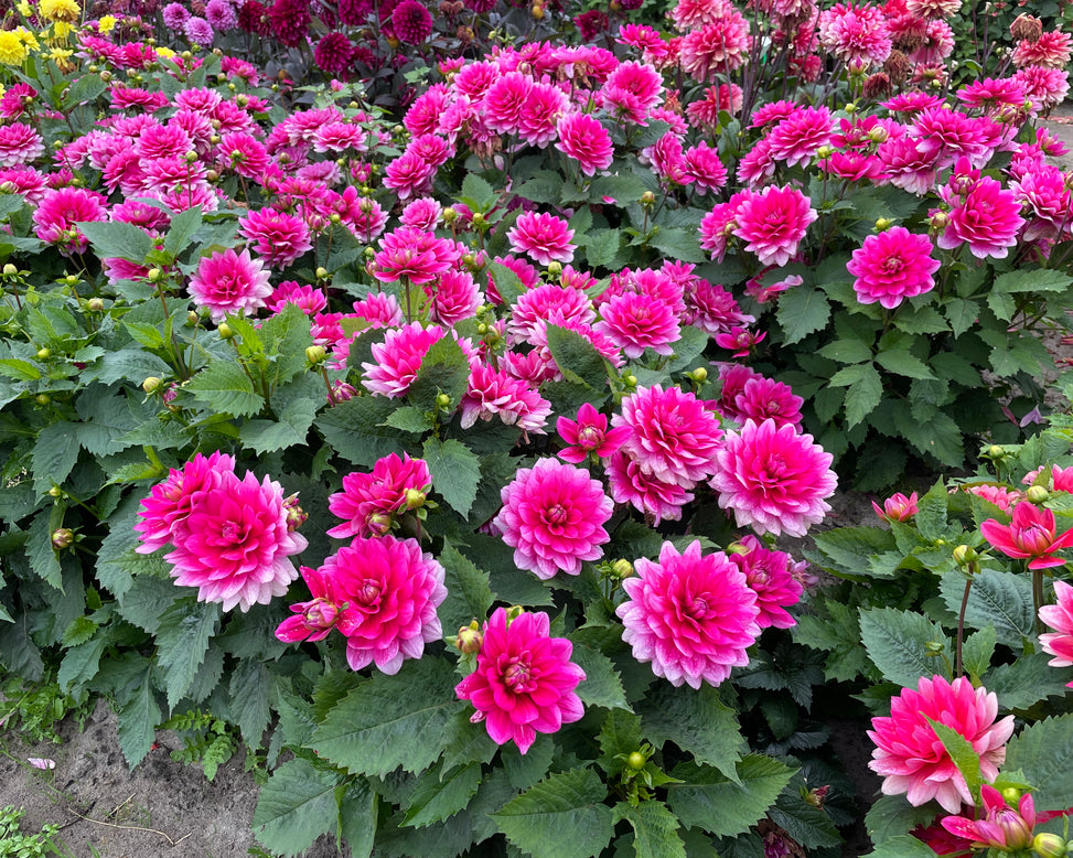 Dahlia 'Bluesette'