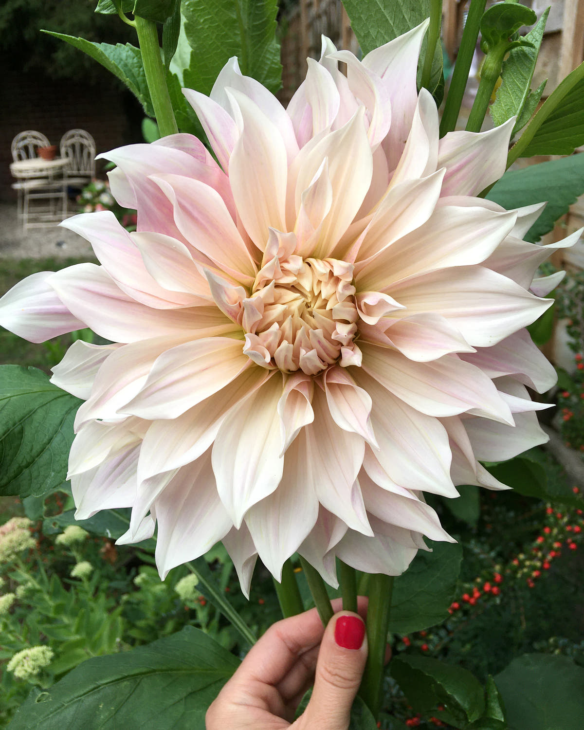 A person holding a 'Café au Lait' Dahlia flower with creamy-white petals that have pink blushes, in a garden setting.