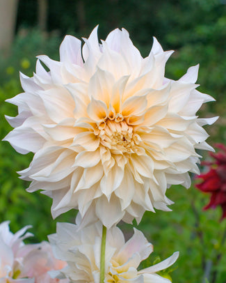 Dahlia 'Café au Lait'