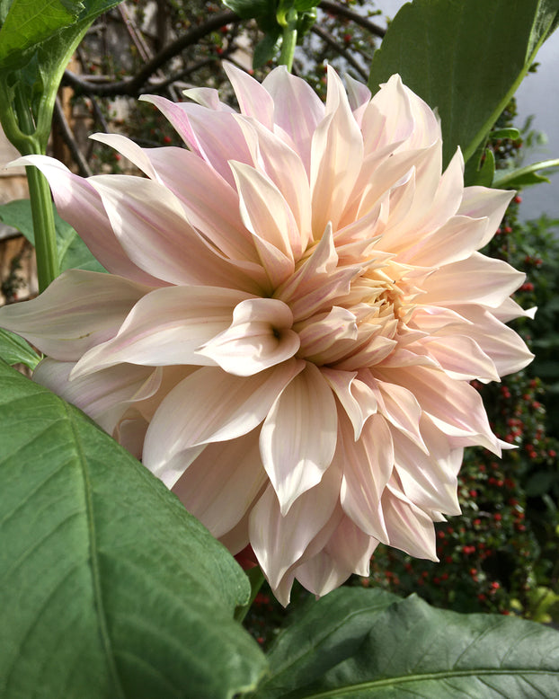 Dahlia 'Café au Lait'