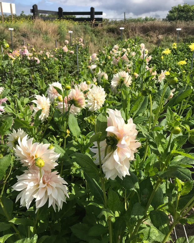 Dahlia 'Café au Lait'