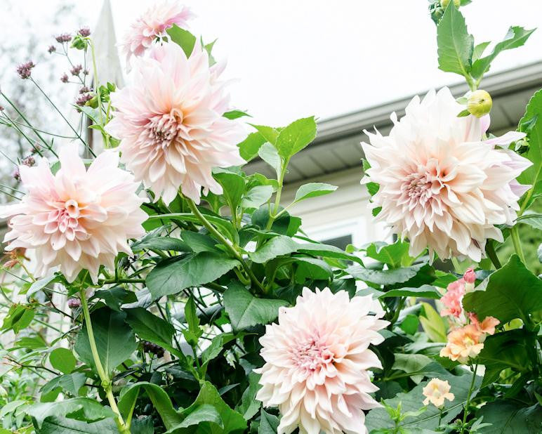 Dahlia 'Café au Lait'