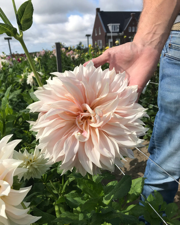 Dahlia 'Café au Lait'