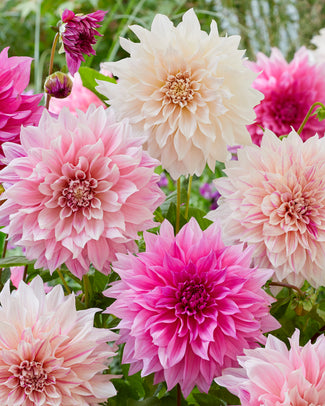 Dahlia collection 'Barista'