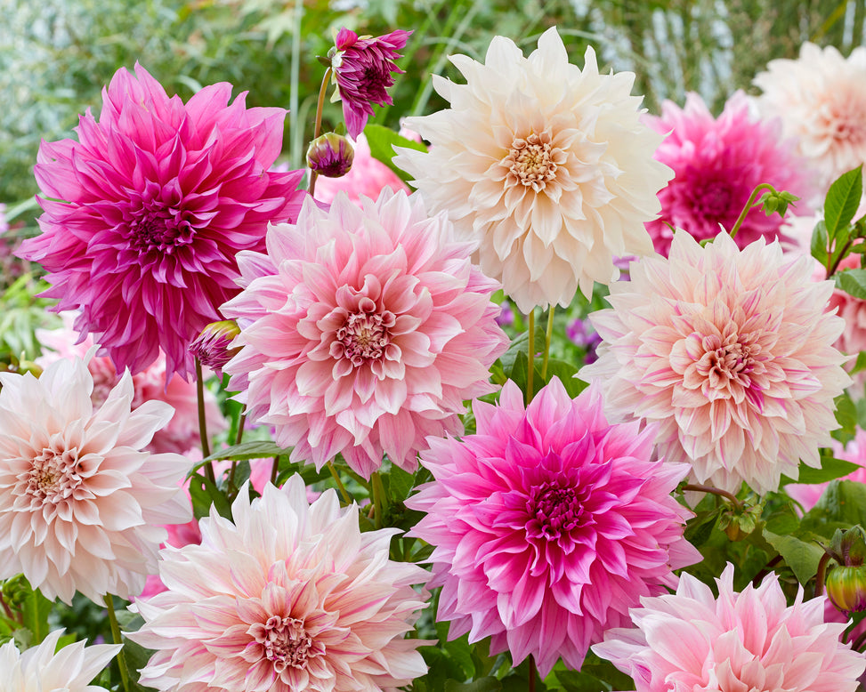Dahlia collection 'Barista'