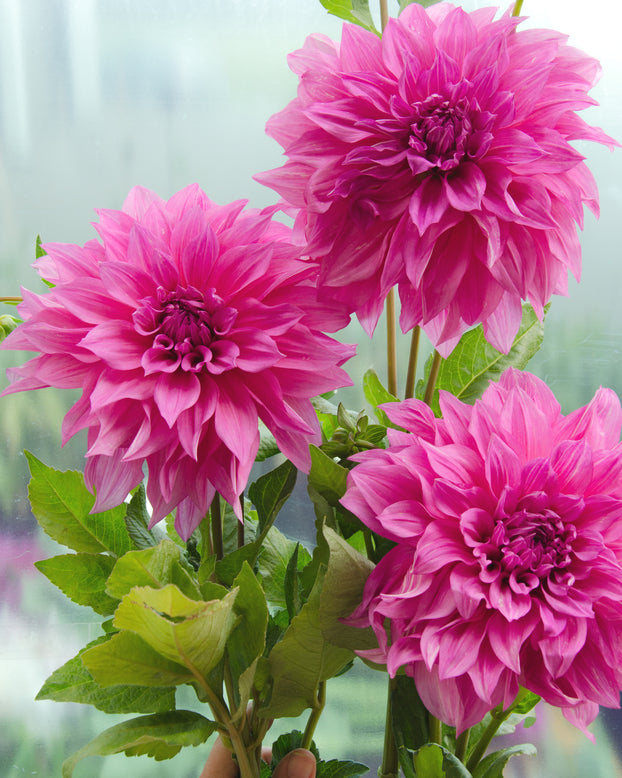 Dahlia 'Café au Lait Rosé'