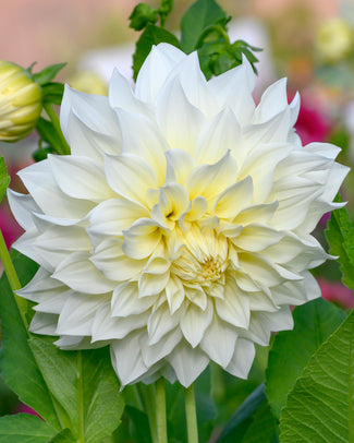 Dahlia 'Café au Lait Supreme'