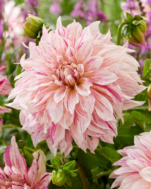 Dahlia 'Café au Lait Twist'