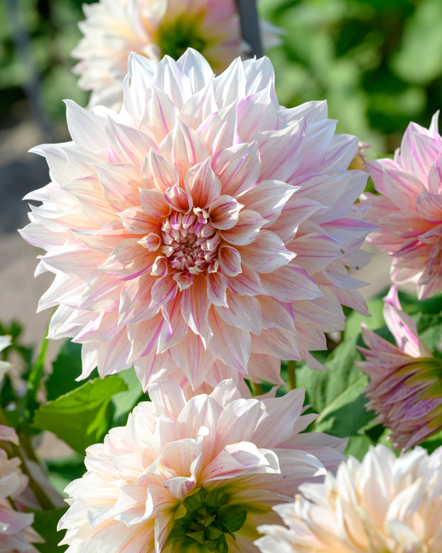 Dahlia 'Café au Lait Twist'