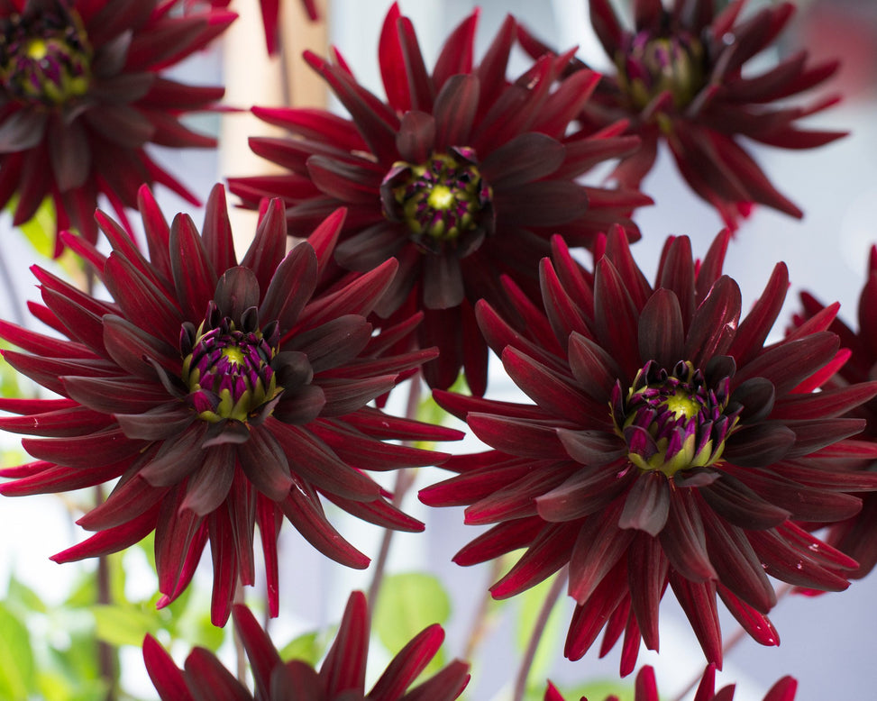 Dahlia 'Chat Noir'