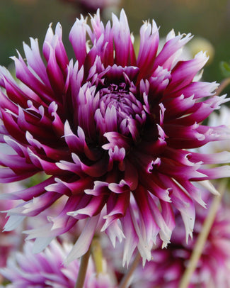 Dahlia 'Clair-Obscur'
