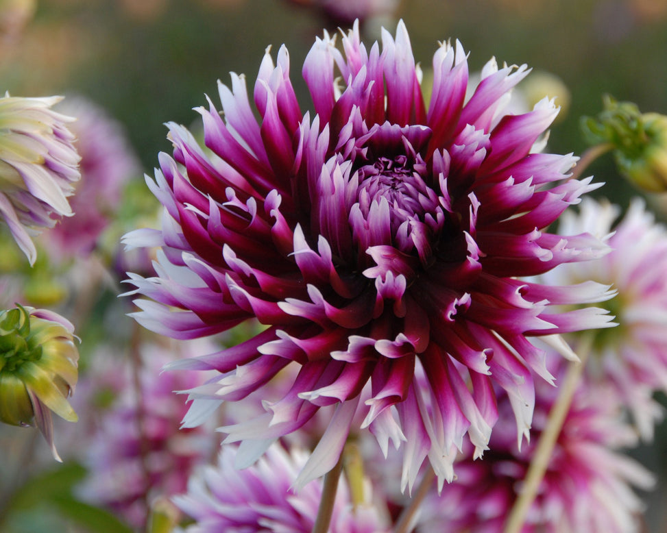 Dahlia 'Clair-Obscur'