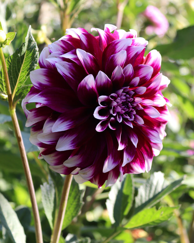 Dahlia 'Contraste'
