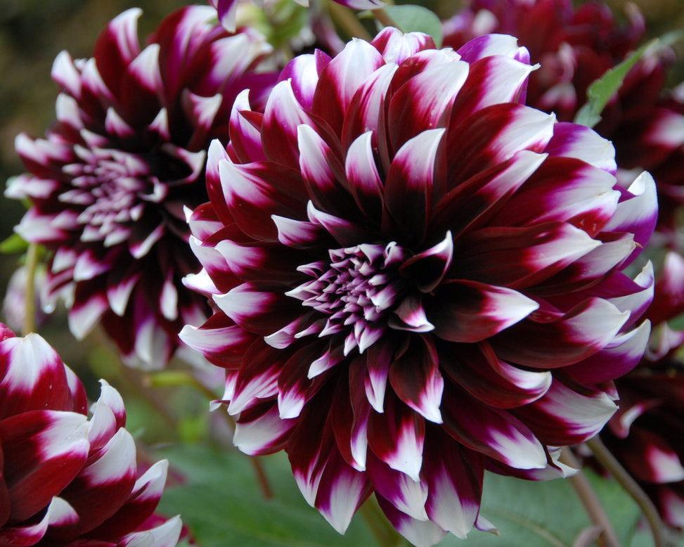 Dahlia 'Contraste'