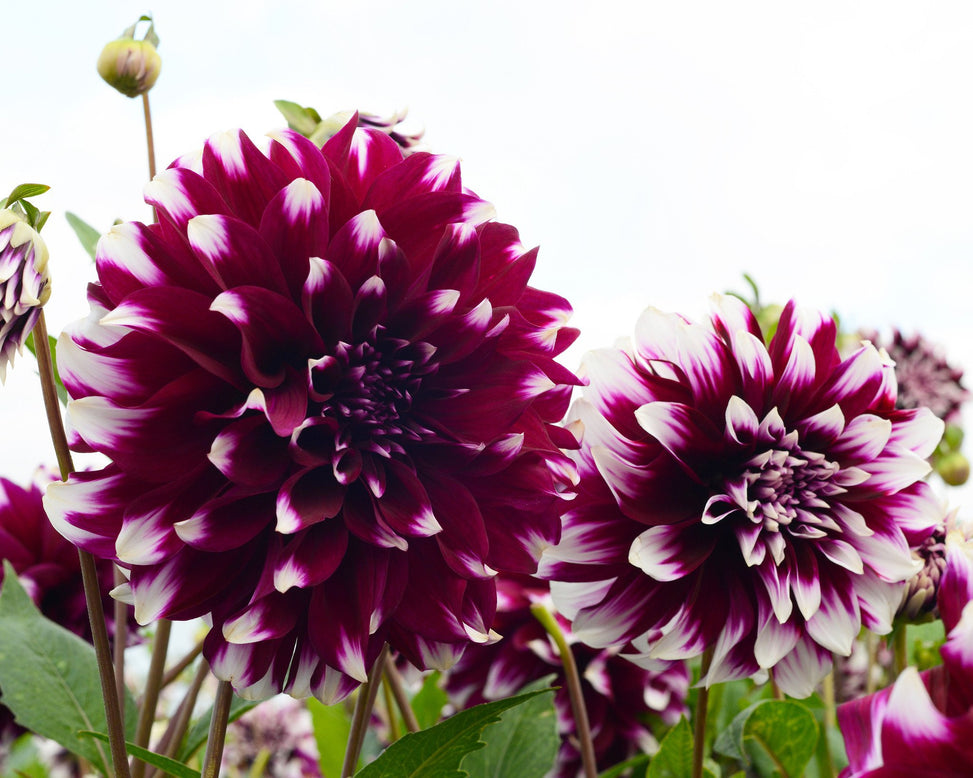 Dahlia 'Contraste'
