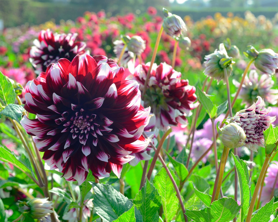Dahlia 'Contraste'