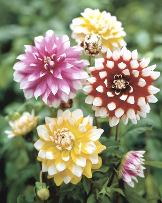 Dahlia collection 'Copacabana'