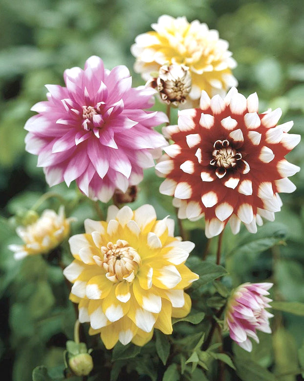 Dahlia collection 'Copacabana'