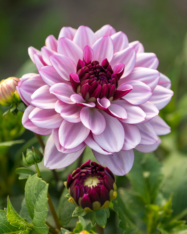 Dahlia 'Crème de Cassis'